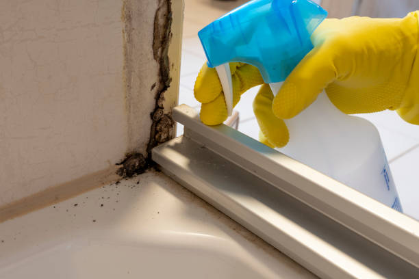 Best Emergency Mold Remediation  in Frostproof, FL